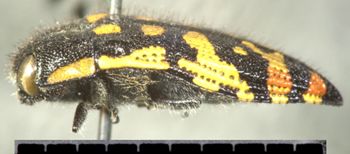 Media type: image;   Entomology 24410 Aspect: habitus lateral view